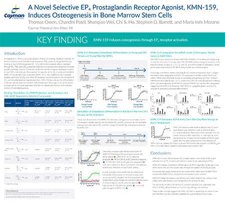 A Novel Selective EP<sub>4</sub> Prostaglandin Receptor Agonist, KMN-159, Induces Osteogenesis in Bone Marrow Stem Cells<br>